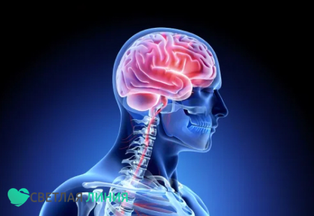 Мозг человека